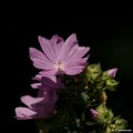 _DSC0061