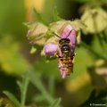 _DSC0062