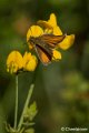 _DSC0081