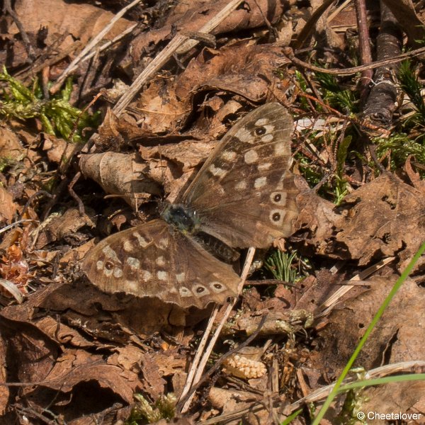 P1330891.JPG - 2017-05-21 Huis ter Heide