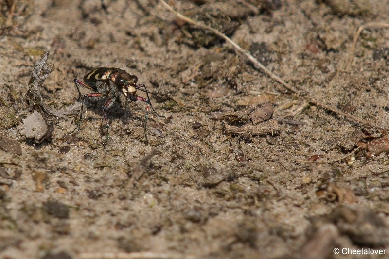 _DSC0014.JPG - 2017-08-06 Huis ter Heide