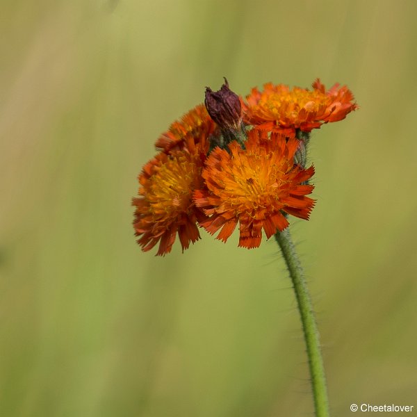 _DSC0081.JPG - 2017-08-06 Huis ter Heide