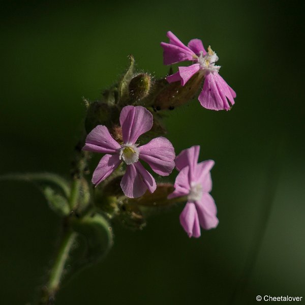 _DSC0255.JPG - 2017-05-25 Huis ter Heide