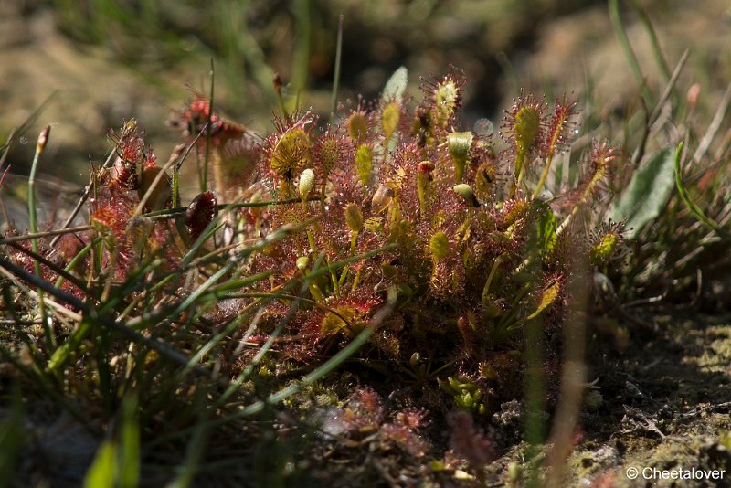 _DSC0339.JPG - 2017-05-25 Huis ter Heide