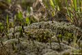 _DSC0025