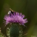 _DSC0027