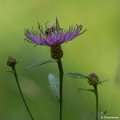 _DSC0079