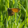 _DSC0246