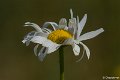 _DSC0389
