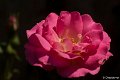 _DSC0001