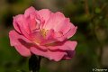 _DSC0003
