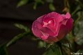 _DSC0012