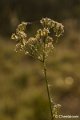 _DSC0087