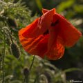 _DSC0163