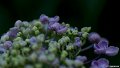 _DSC0008