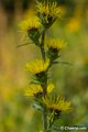 _DSC0017