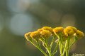 _DSC0018