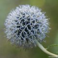 _DSC0052