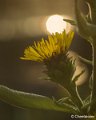 _DSC0072