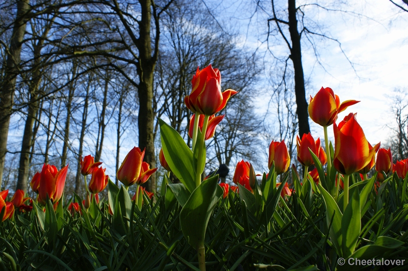 _DSC0066.JPG - Tulpen