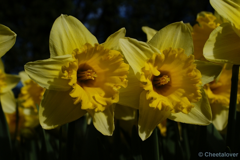 _DSC0069.JPG - Narcis