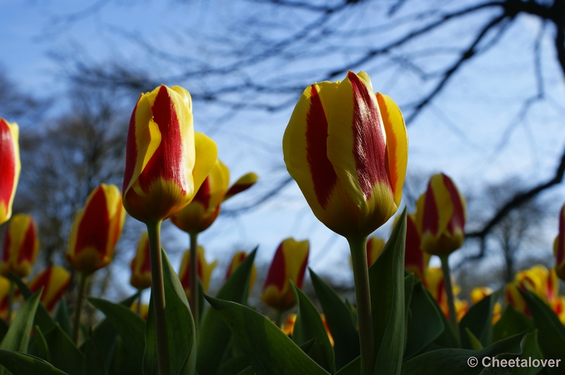 _DSC0104.JPG - Tulpen