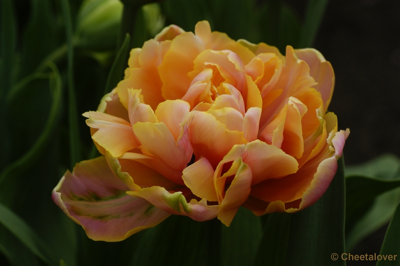 _DSC0184.JPG - Tulp