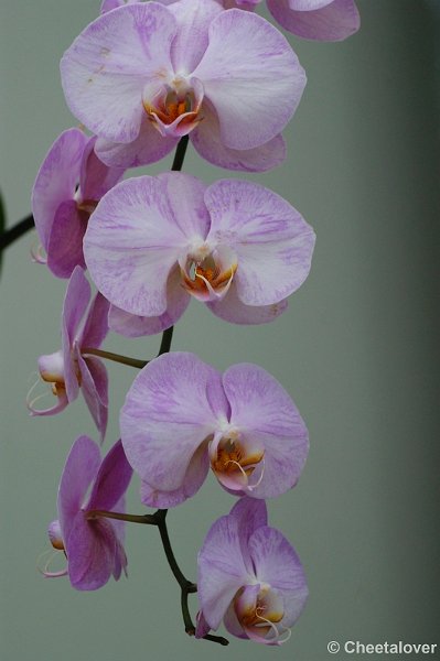 _DSC0339.JPG - Orchidee
