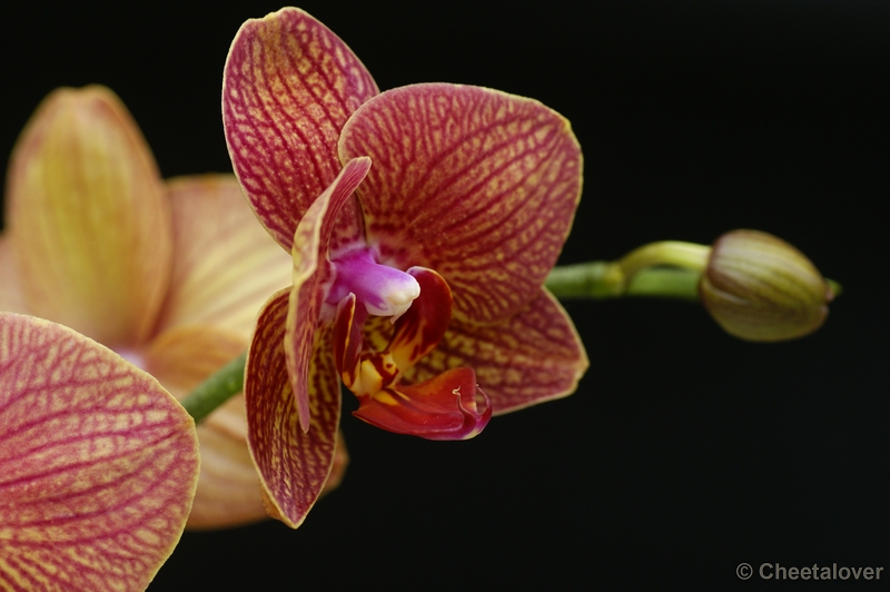 _DSC0366.JPG - Orchidee