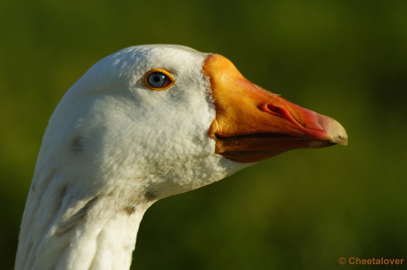 _DSC0030.JPG - Soepgans (verwilderde Boerderijgans)