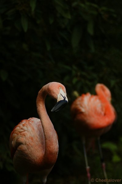 _DSC0565.JPG - Flamingo