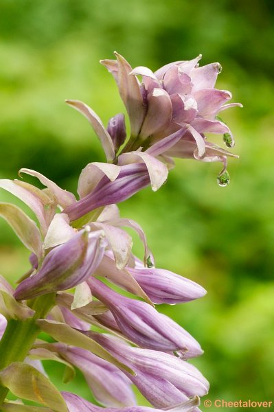 _DSC0095.JPG - Bloem van Hosta