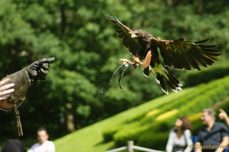 _DSC0234.JPG - Woestijnbuizerd