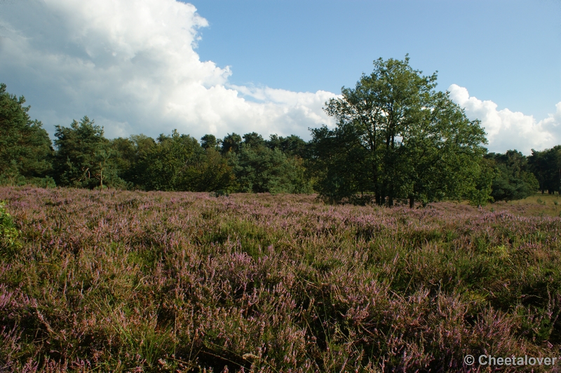 DSC00092.JPG - Kampinaheide