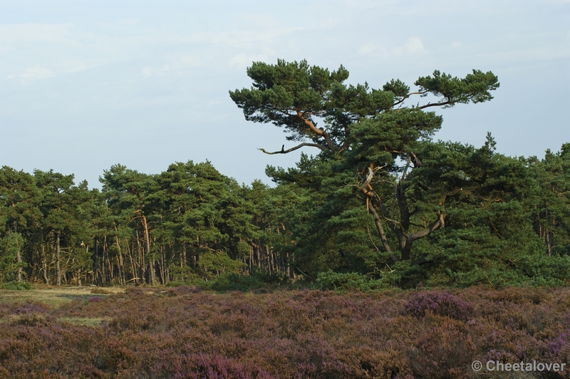 _DSC0102.JPG - Park de Hoge Veluwe 16 september 2011