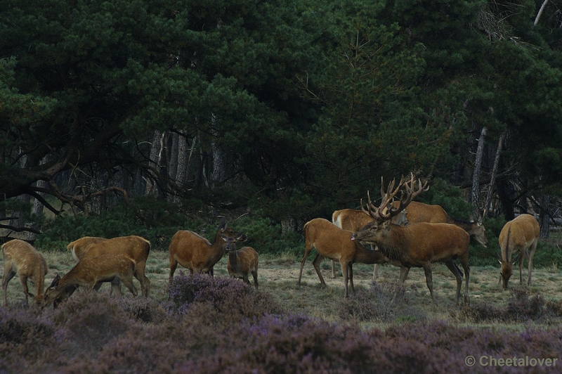 _DSC0220kopie.JPG - Park de Hoge Veluwe 16 september 2011