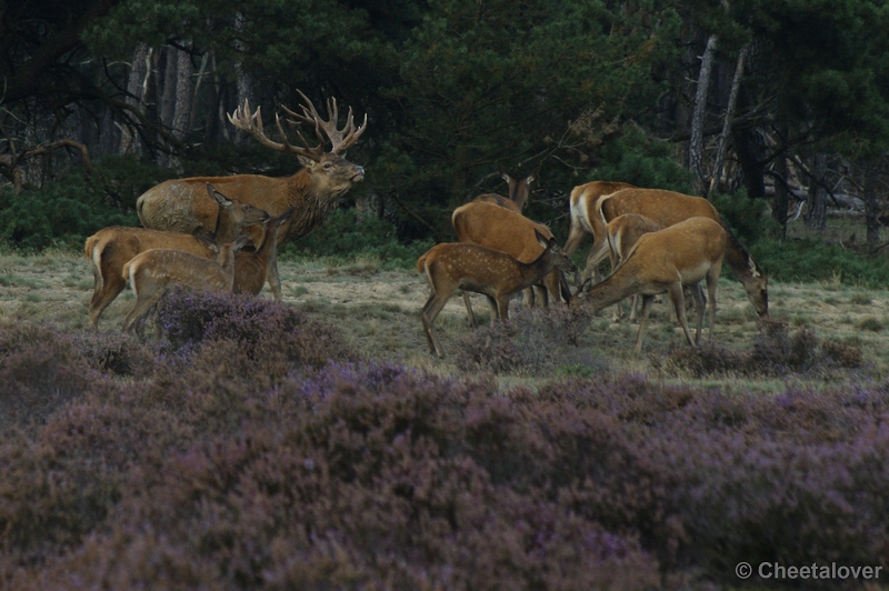 _DSC0240kopie.JPG - Park de Hoge Veluwe 16 september 2011