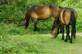 20110715_boswachterij_dorst