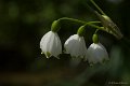 _DSC0339