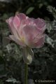 _DSC0349