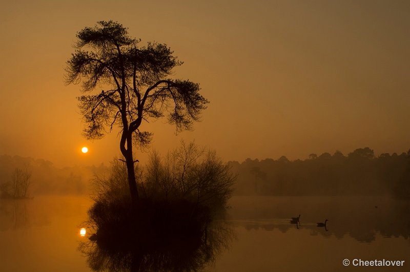 _DSC8794-2.JPG - Zonsopkomst, Oisterwijkse Vennen en Plassen