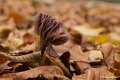 _DSC0875