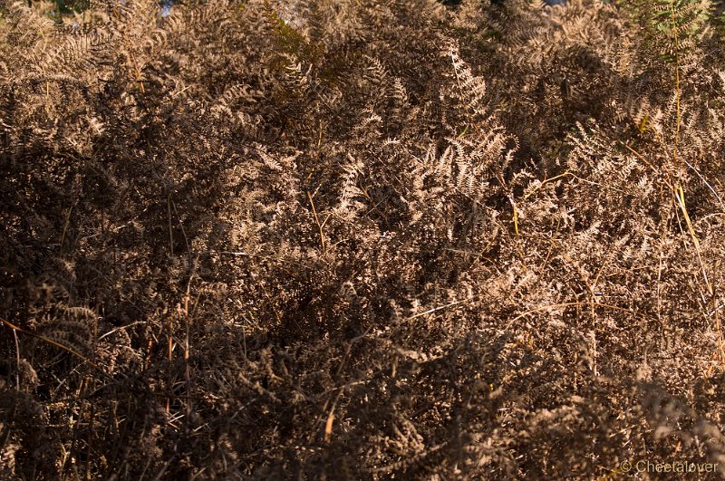 _DSC8693.JPG - Herfst