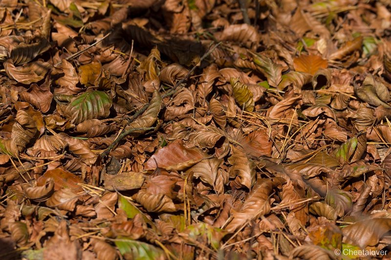 _DSC8712.JPG - Herfst