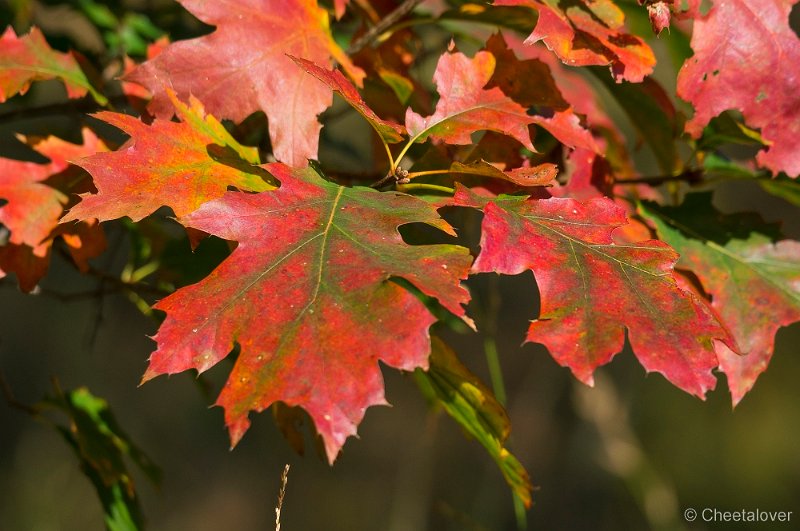 _DSC8724.JPG - Herfst