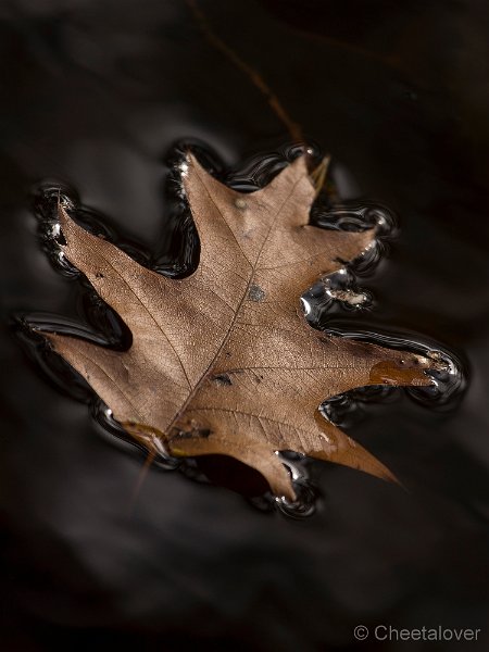 _DSC8809.JPG - Herfst