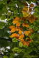 _DSC8768kopie