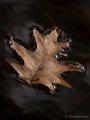 _DSC8809