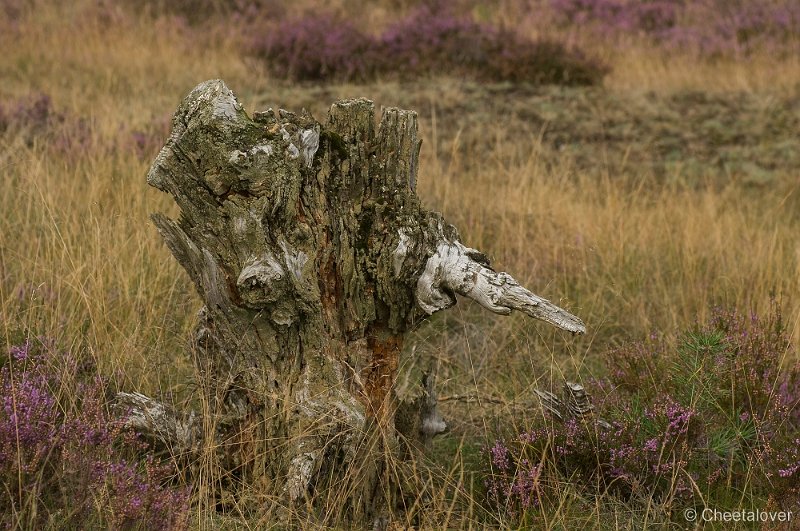 _DSC7146.JPG - Park de Hoge Veluwe