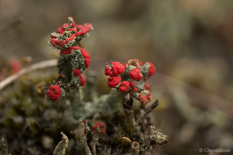 _DSC7155.JPG - Park de Hoge Veluwe